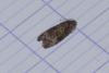 Endothenia sp.